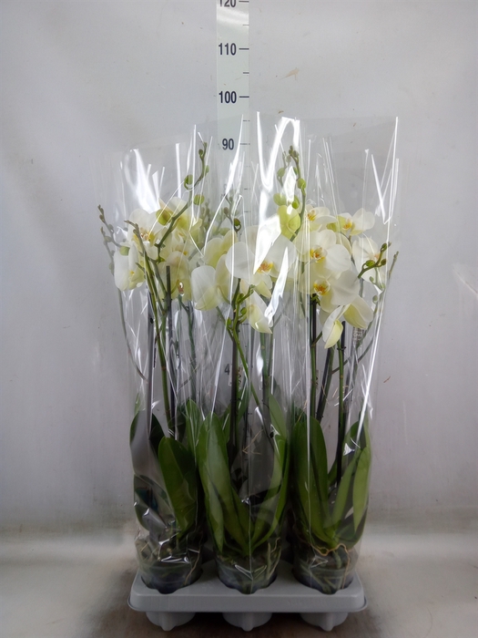 <h4>Phalaenopsis   ...white</h4>