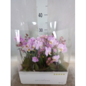 Phalaenopsis multi.   ...rose