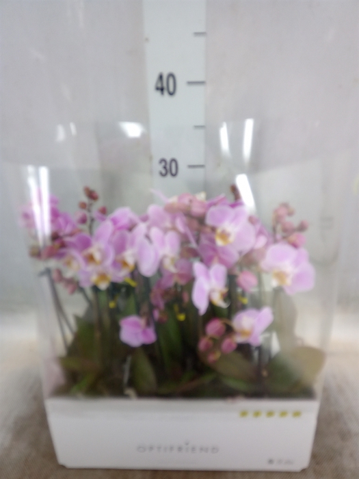 <h4>Phalaenopsis multi.   ...rose</h4>