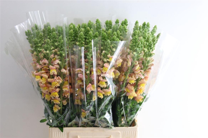 <h4>Antir Orange</h4>