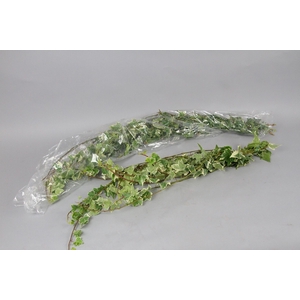 Hedera Rank Strings Green White