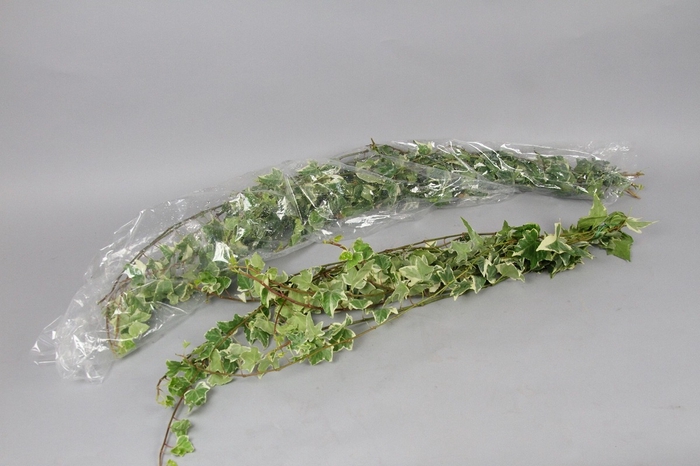 <h4>Hedera Rank Strings Green White</h4>