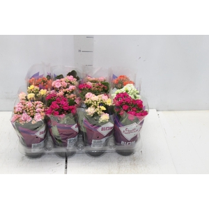 KALANCHOE DOBRADO MINI P09