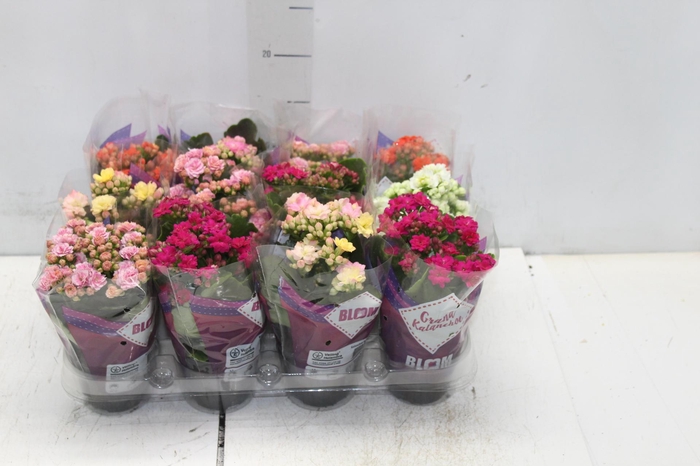 <h4>KALANCHOE DOBRADO MINI P09</h4>