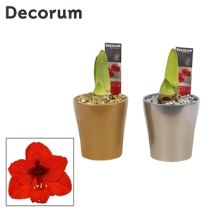 Hippeastrum Rood 2 Knop Amy KERST (Decorum)