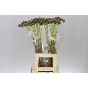 Scabiosa Stellata