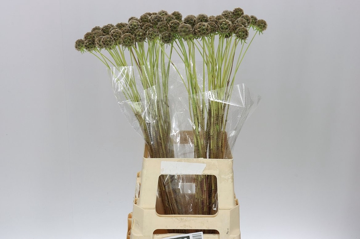 <h4>Scabiosa Stellata</h4>