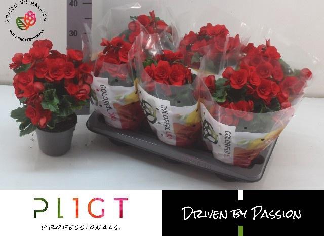 <h4>BEG DU BALADIN</h4>