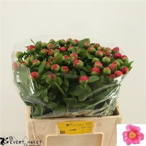 Paeo Hh Flame 55cm