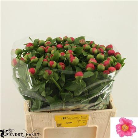 <h4>Paeo Hh Flame 55cm</h4>