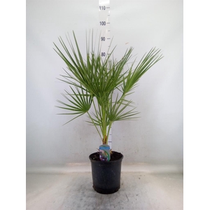 Chamaerops humilis