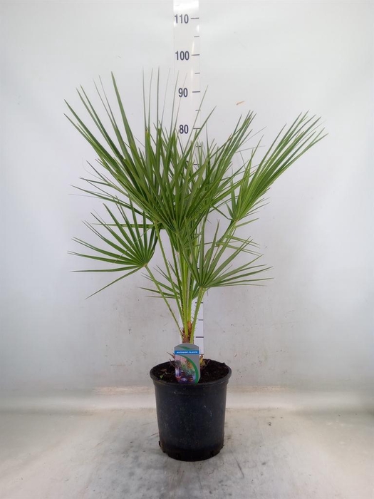 <h4>Chamaerops humilis</h4>
