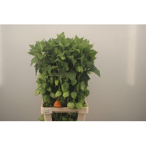 Physalis Lampion Branch