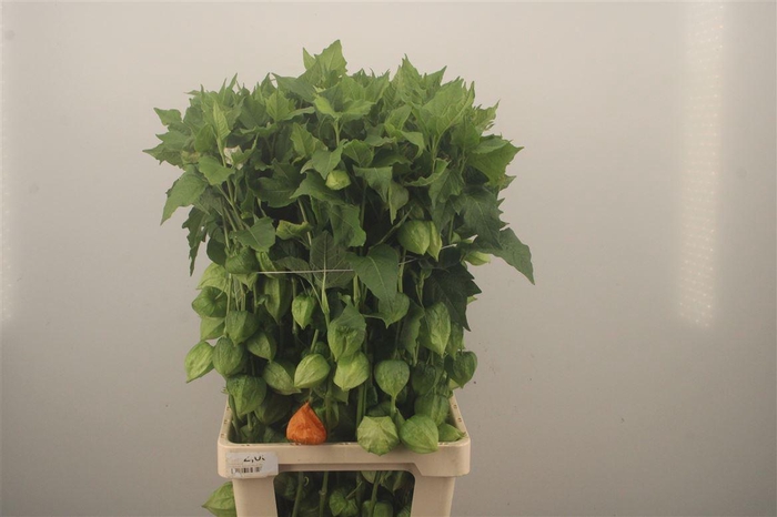<h4>Physalis Lampion Branch</h4>