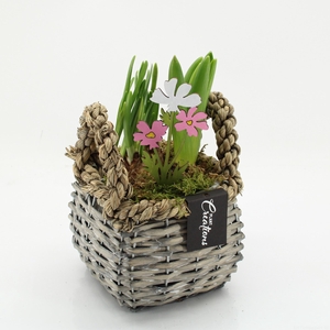 BLCR-2630 Bulbs creations