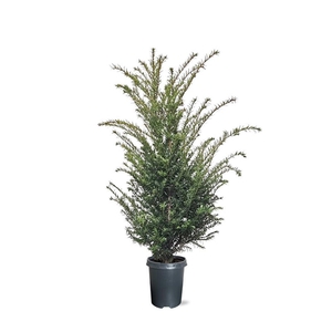 Taxus baccata (zonder etiket)
