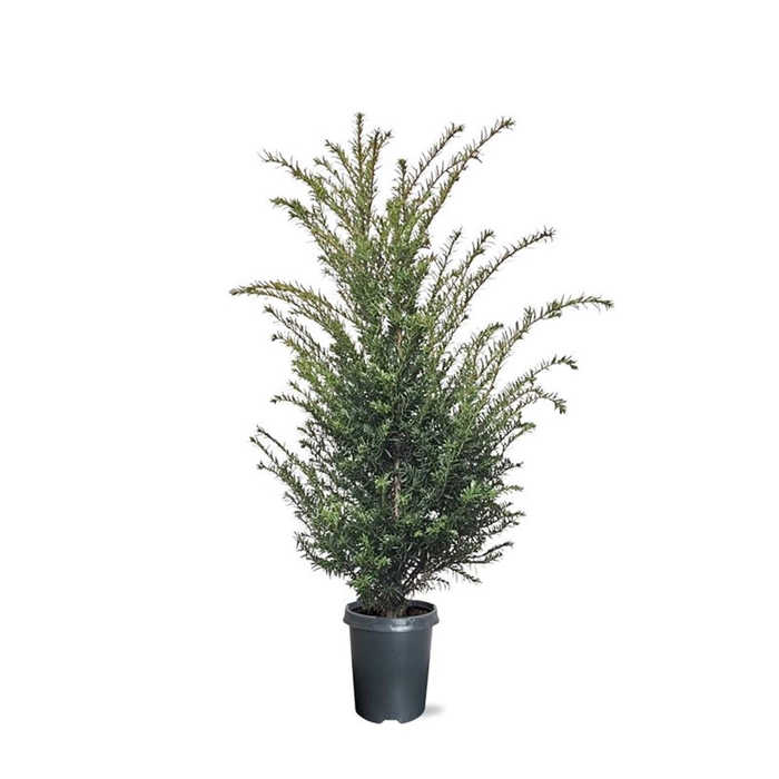 <h4>Taxus baccata (zonder etiket)</h4>