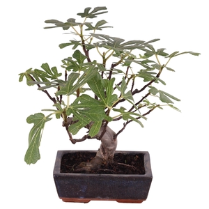 Bonsai Outdoor Deluxe Ficus carica ø20cm