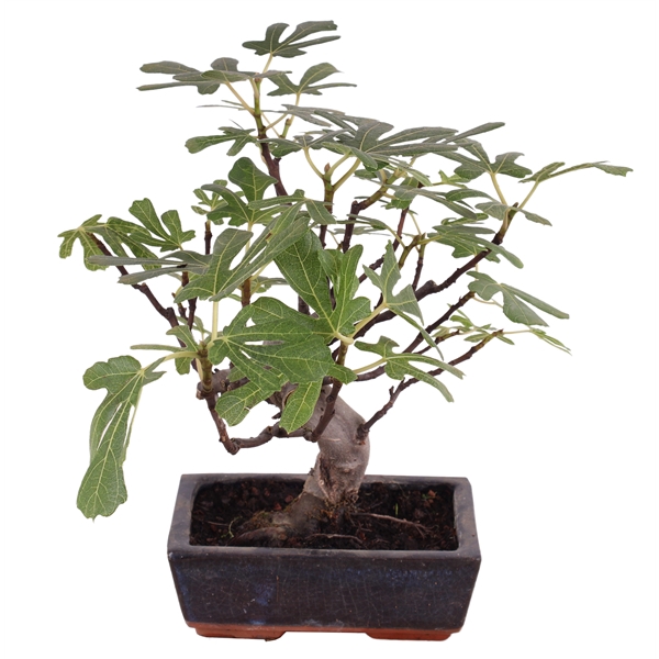 <h4>Bonsai Outdoor Deluxe Ficus carica ø20cm</h4>