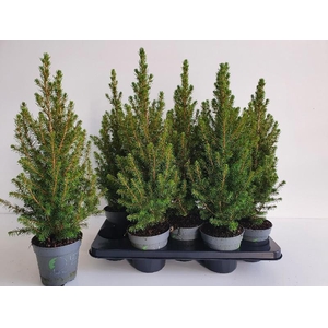 Picea glauca 'December' DE13
