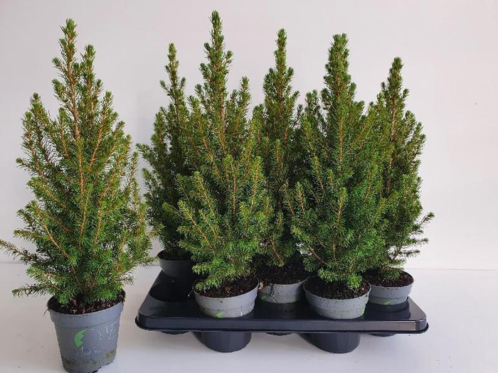 <h4>Picea glauca 'December' DE13</h4>