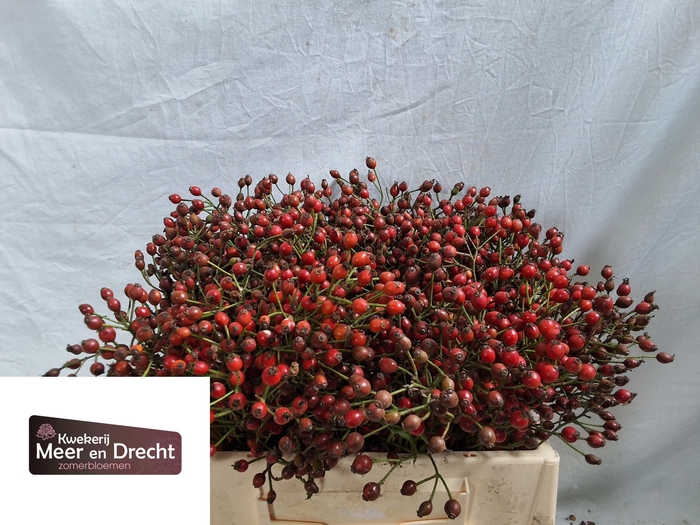 <h4>ROSA MAG RED CASCADE</h4>