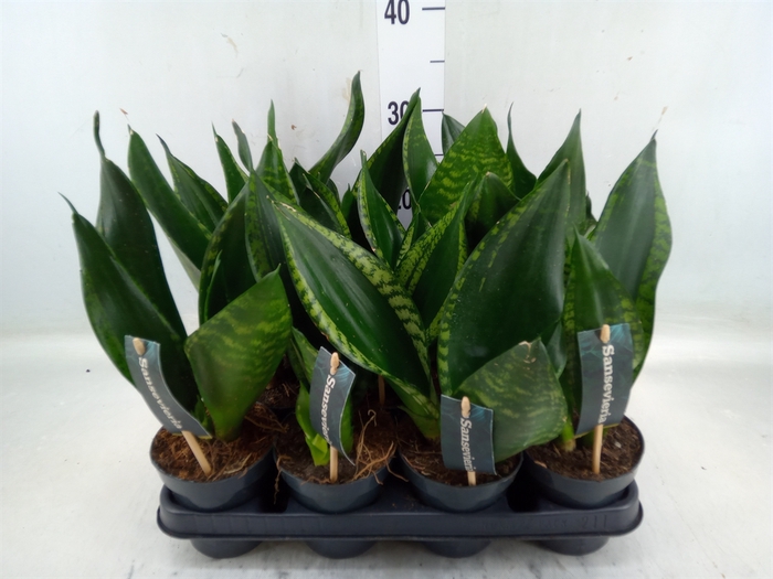 <h4>Sansevieria trifa.   ...</h4>