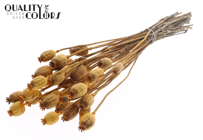 <h4>Papaver per bunch Apricot</h4>
