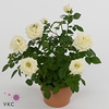 ROSA WHITE BEAU MONDE P12