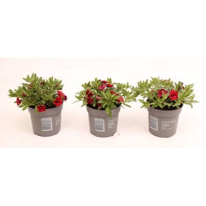 Calibrachoa MiniFamous® Double Red