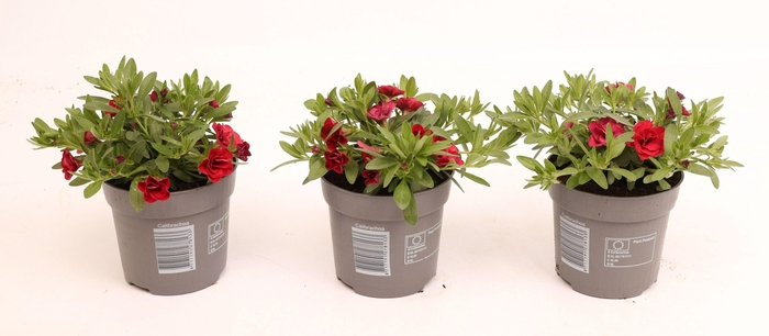 <h4>Calibrachoa MiniFamous® Double Red</h4>
