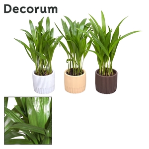 Collectie Nature Love - Dypsis in pot Lou