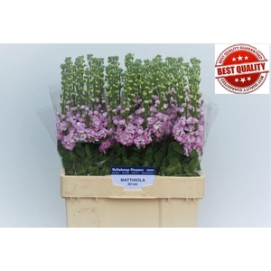 MATTHIOLA INCANA 'MATHILDA PINK'