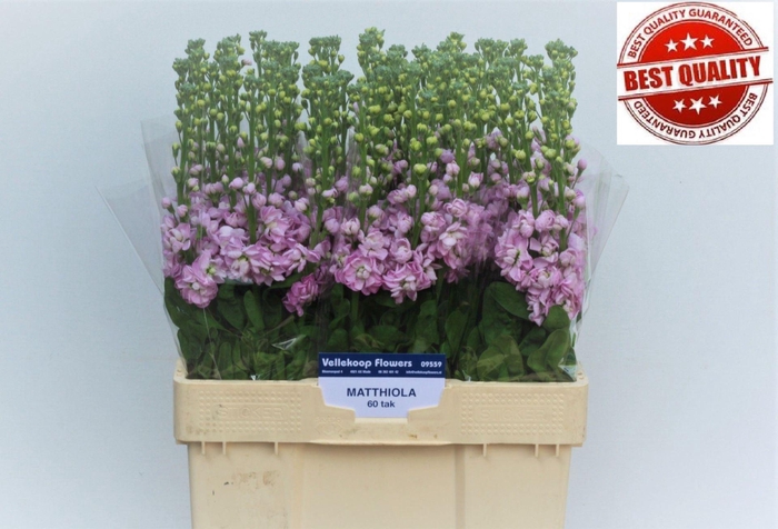 <h4>MATTHIOLA INCANA 'MATHILDA PINK'</h4>