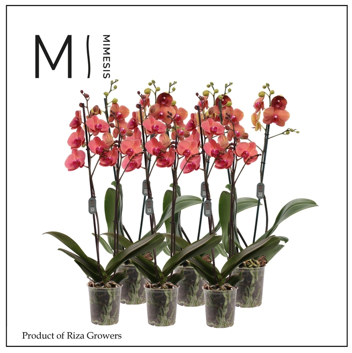 <h4>Mimesis Phal. Orange - 2 spike 12cm</h4>
