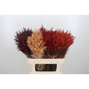 Solidago Kl Bh Fire