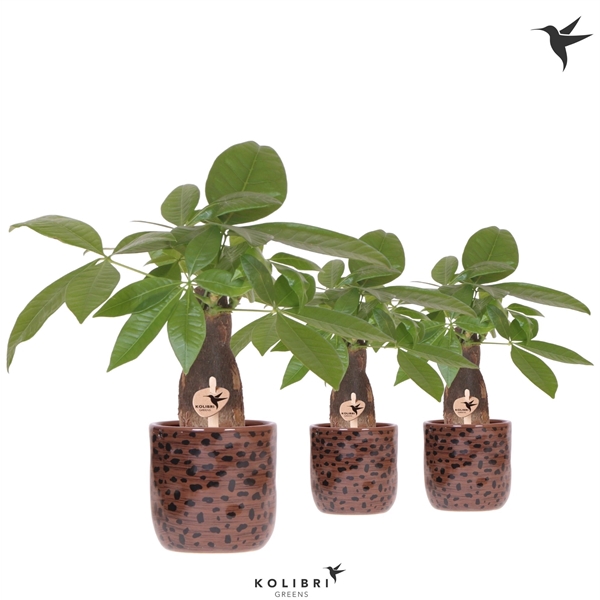 <h4>Kolibri Greens Pachira in Leopard pot</h4>