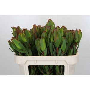 Leucadendron Laurel Yellow Spray