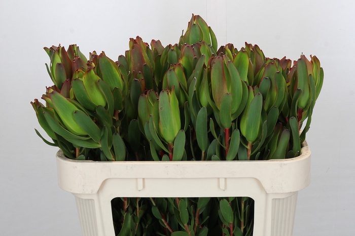 <h4>Leucadendron Laurel Yellow Spray</h4>