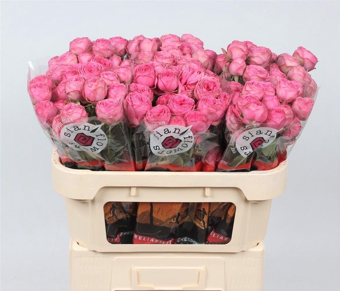 <h4>R Tr Giselle</h4>