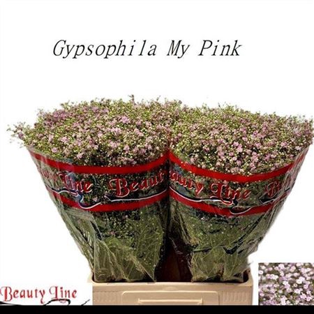 <h4>Gyps Pan My Pink</h4>