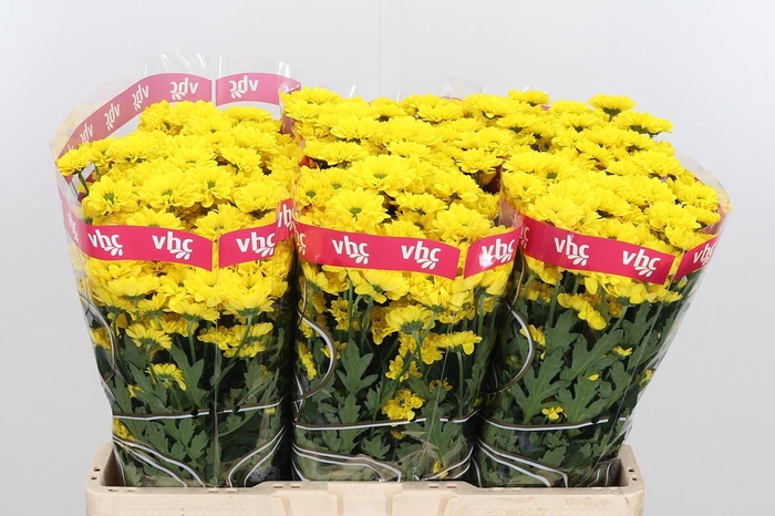 <h4>Chr S Aaa Skippy</h4>