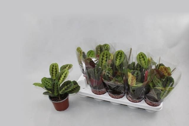 <h4>MARANTA FASCINATOR</h4>
