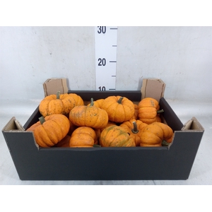 Cucurbita