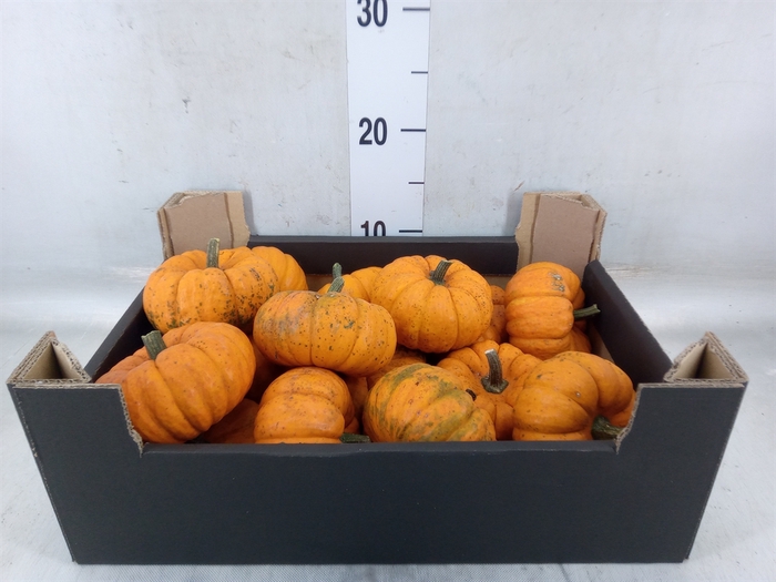 <h4>Cucurbita</h4>