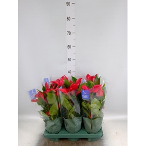 Anthurium  'Banderola Lava'