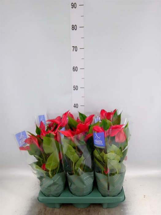 <h4>Anthurium  'Banderola Lava'</h4>