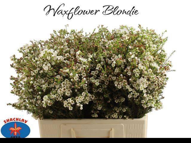 <h4>CHAME BLONDIE</h4>