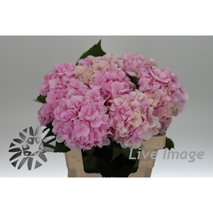 Hydrangea verena