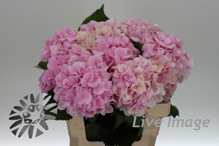 <h4>Hydrangea verena</h4>